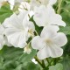 FEJKA yapay bitki, ıtır çiçeği beyaz
